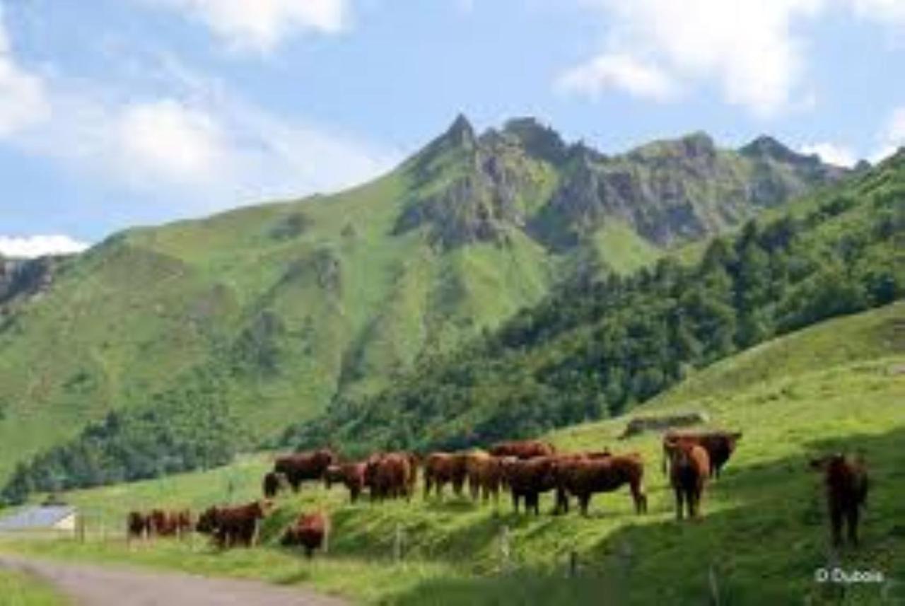 Tulipe, Appartement 5 Personnes, Entre Sancy Et Volcans D'Auvergne Orcival Bagian luar foto